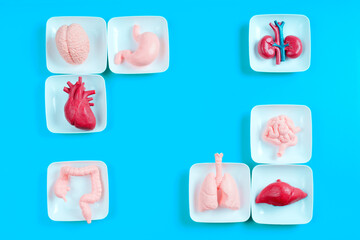 Model Human Organs on Blue Background