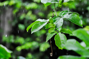 passion fruit plant, Passiflora edulis or Passionfruit or Maracuja or leaf of plant and rain drop