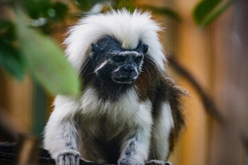 cotton top tamarin
