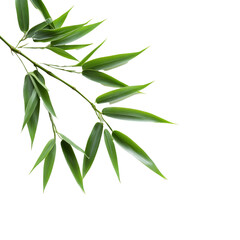 A fresh bamboo leaf branch arranged neatly on a clean transparent background for artistic display, bamboo leaf on transparent backgroundfile