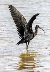 A glossy ibis, a water bird wading through calm waters