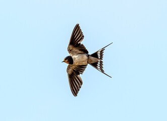 Barn swallow flying in air
