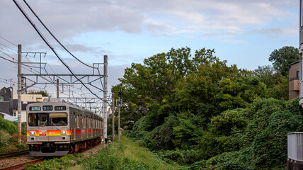 Fototapeta premium 大木の横を走る電車