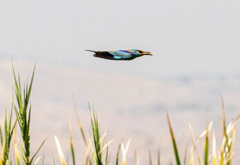 Side view of european roller with hunt