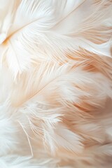 A close-up shot of pure white feathers