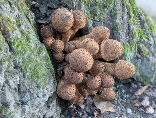 Shaggy Scalycap mushrooms (Pholiota squarrosa) growing on an old tree