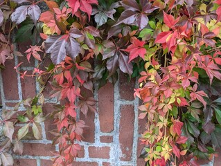 Virginia Creeper growing on a wall in autumn