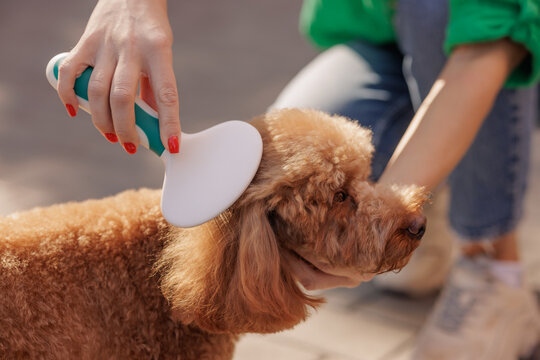 girl brushing fur of cute curly brown toy poodle dog in park, close up. pet care, dog brush