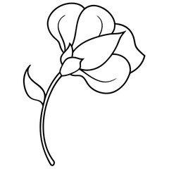 sweet-pea-flower-vector line art