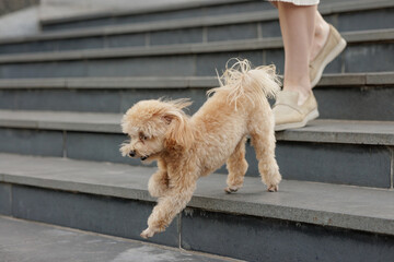 Man walking happy brown toy poodle dog in park, dog walking,