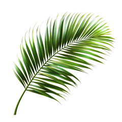 Obraz premium Vibrant green palm tree leaves showcasing rich textures against a clean transparent background for natural decor, Green leaves of palm tree isolated on transparent backgroundfile