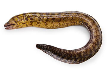 Brutal moray (Gymnothorax kidako) is called "Utsubo" in  Japan.