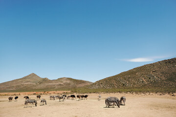 Wildlife, zebra and ostrich at safari in nature for conservation, endangered species or biodiversity. Indigenous, animals and desert landscape for sustainability in habitat, ecosystem or mockup space
