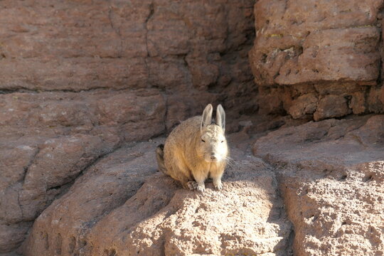 Chinchilla