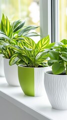 Fototapeta premium Vibrant houseplants in stylish pots line a sunlit windowsill, AI