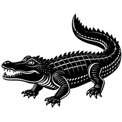 lizard on white background