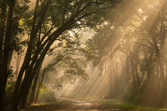 Scenic forest road or trail warm feel in cold winter fog or mist morning and orange color sunlight or sunrays scattering through canopy of trees Tyndall effect jim corbett national park jungle india