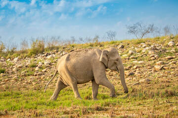 Fototapeta premium wild aggressive asian female elephant or Elephas maximus wander in forest during summer season migration in safari natural scenic background jim corbett national park tiger reserve uttarakhand india