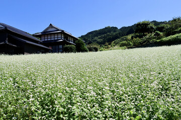 そばの花が咲く丘　白とピンクのそばの花　青空と白いそばの花の美しいコントラストが印象的な風景