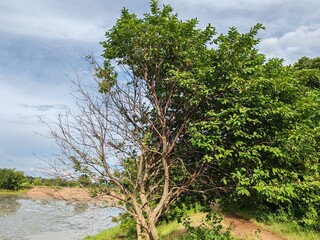 Obraz premium A green tree that was half dead