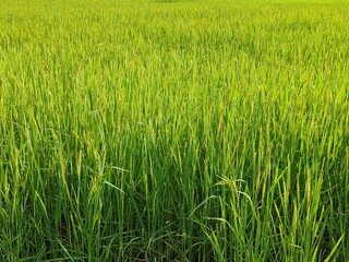 Green rice fields in the evening Blue sky, beautiful and bright