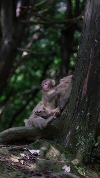 Japanese macaque in the forest from Kyoto Japan