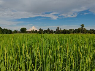 Green rice fields in the evening Blue sky, beautiful and bright