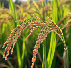 Rice field in the morning