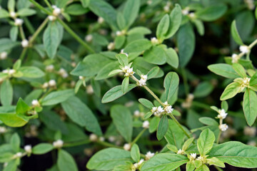 Brazilian spinach plant (Alternanthera sessilis) in Ribeirao Preto, Sao Paulo, Brazil