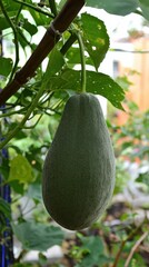 A luscious green papaya fruit hanging from a vibrant tree in a sunlit garden
