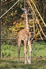 Młoda żyrafa z Warszawskiego Zoo © Pit75Wawa