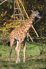 Młoda żyrafa z Warszawskiego Zoo © Pit75Wawa