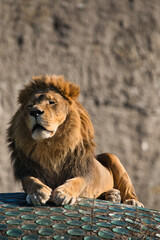 Lew z Warszawskiego Zoo © Pit75Wawa