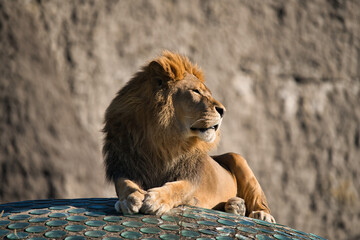Lew z Warszawskiego Zoo © Pit75Wawa