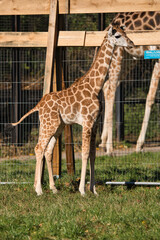 Młoda żyrafa z Warszawskiego Zoo © Pit75Wawa
