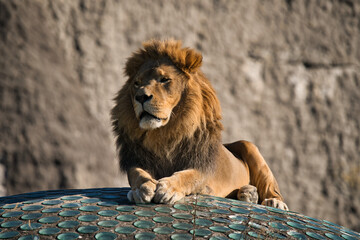 Lew z Warszawskiego Zoo