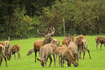 Male red deer with impressive antlers on a green meadow