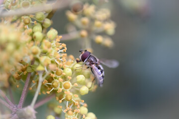 Hoverfly on a flower