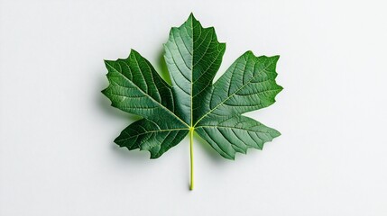 Single green maple leaf isolated on white background.