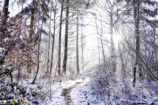 Gegenlichtaufnahme im Winterwald
