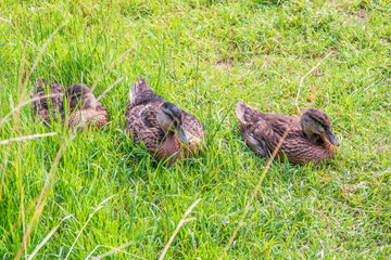 Three mallard ducks sits on the green shore of a pond.