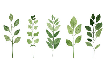 collection of various green leaves showcasing different shapes and sizes, perfect for nature themed designs or botanical illustrations