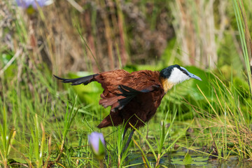 African jacana (Actophilornis africanus)