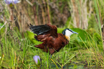African jacana (Actophilornis africanus)