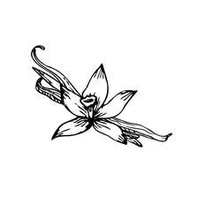 Detailed hand-drawn vector illustration of vanilla orchid flowers with sticks. This elegant line art is perfect for botanical designs or natural product packaging.