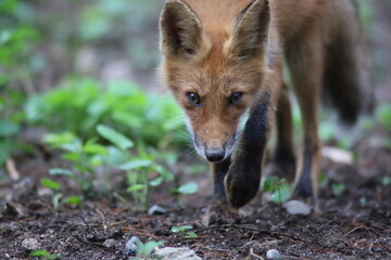 幼いキツネの子供