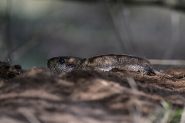 Azara´s Tuco tuco, Ctenomys azarae, La Pampa Province, Patagonia Argentina.