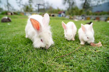 Group of healthy Lovely bunny fluffy rabbits, Adorable baby rabbit on green garden nature background