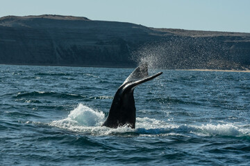 Obraz premium Sohutern right whale tail lobtailing, endangered species, Patagonia,Argentina