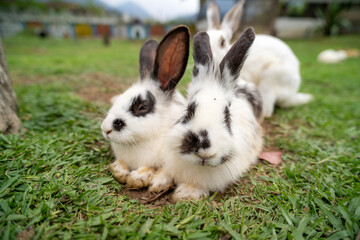 Group of healthy Lovely bunny fluffy rabbits, Adorable baby rabbit on green garden nature background
